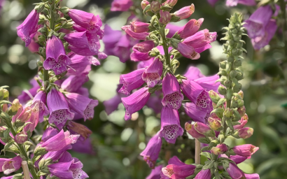 Digitalis